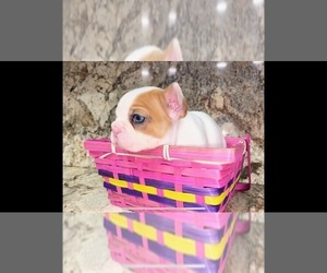 French Bulldog Puppy for sale in MORENO VALLEY, CA, USA