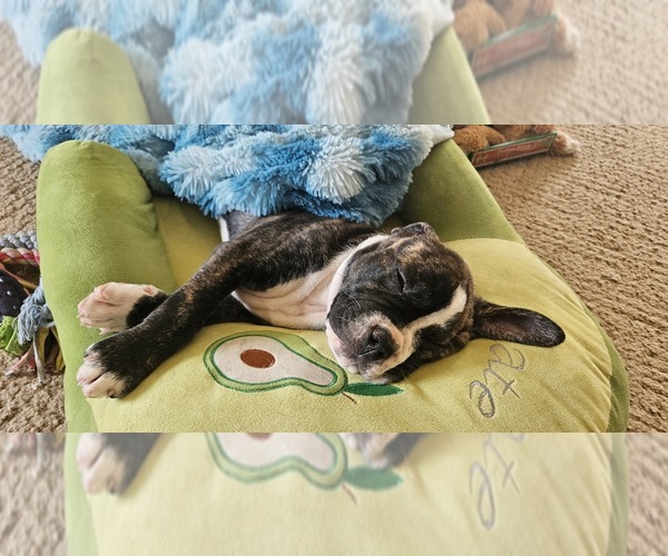 Medium Photo #2 Alapaha Blue Blood Bulldog Puppy For Sale in SHELOCTA, PA, USA