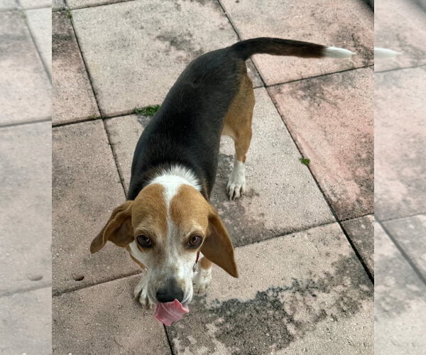 Medium Photo #5 Beagle Puppy For Sale in Dunnellon, FL, USA