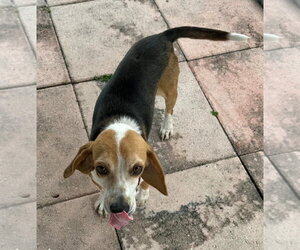 Puck - Male Beagle Dog for Adoption - Photo #5