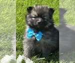 Image preview for Ad Listing. Nickname: Mystery