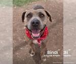 Small American Staffordshire Terrier Mix