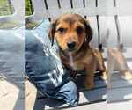 Small #3 American Pit Bull Terrier-Chihuahua Mix