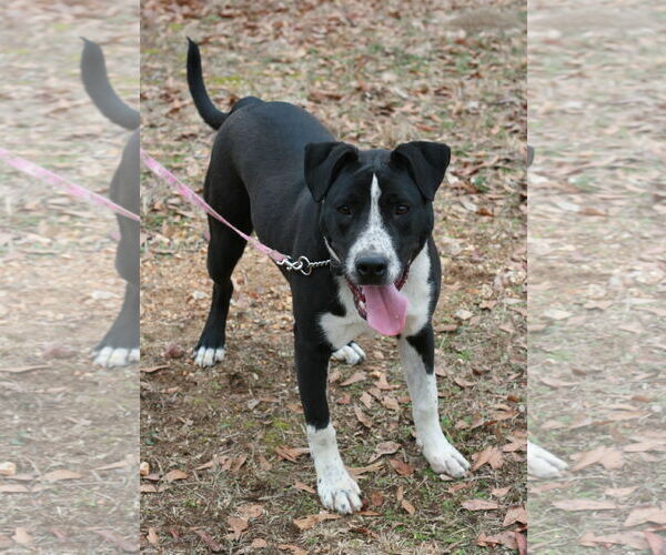 Medium Photo #5 Great Dane-Pointer Mix Puppy For Sale in Attalka, AL, USA