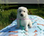 Small #1 German Shepherd Dog