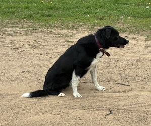 Father of the Bordernese puppies born on 04/08/2026