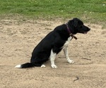 Small Photo #1 Bordernese Puppy For Sale in CHETEK, WI, USA