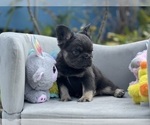 Puppy Cosmos French Bulldog