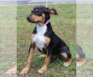 Mutt Dogs for adoption in Prattville, AL, USA