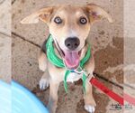 Small #3 Retriever  Mix