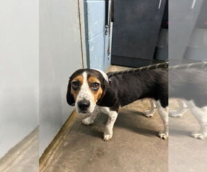 Beagle Dogs for adoption in Evansville, IN, USA