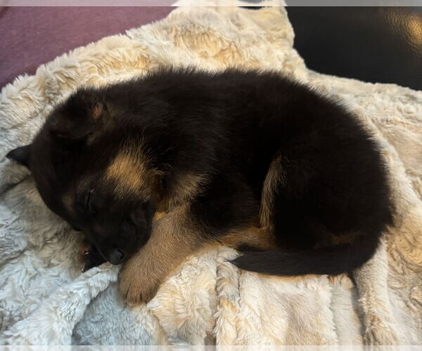 Medium Photo #3 German Shepherd Dog-Unknown Mix Puppy For Sale in The Woodlands, TX, USA