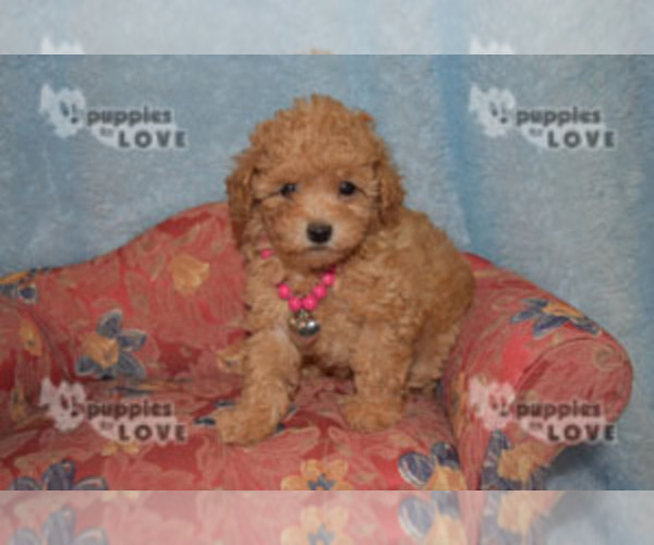Medium Photo #22 Poodle (Toy) Puppy For Sale in SANGER, TX, USA