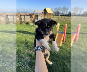 Border Collie-Cowboy Corgi Mix Puppy for sale in ALBANY, OR, USA
