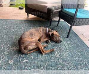 Baby Boy - Male Mutt Dog for Adoption - Photo #4
