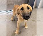 Small Labrador Retriever Mix