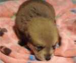 Small Photo #19 Great Pyrenees-Rottweiler Mix Puppy For Sale in SALEM, AR, USA