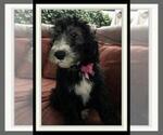 Small Photo #30 Sheepadoodle Puppy For Sale in RIALTO, CA, USA
