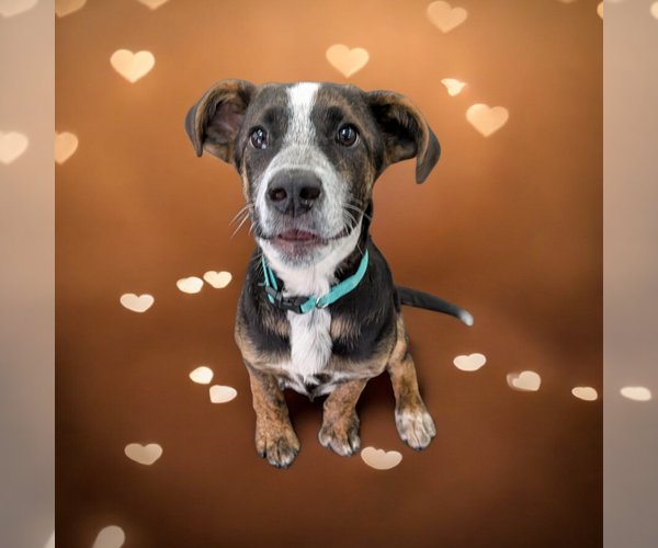 Medium Photo #13 Boxador Puppy For Sale in Vail, AZ, USA