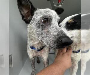 Mutt Dogs for adoption in Houston, TX, USA