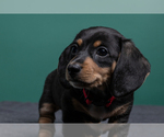 Small Photo #7 Dachshund Puppy For Sale in CROWLEY, TX, USA