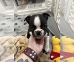 Small #1 Boston Terrier