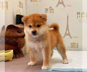 Shiba Inu Puppy for sale in LOS ANGELES, CA, USA