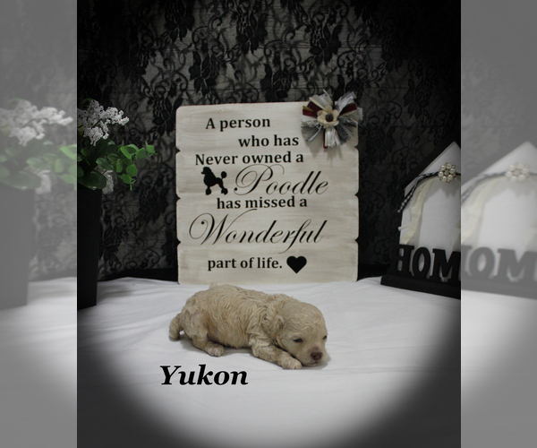 Medium Photo #4 Poodle (Toy) Puppy For Sale in CHANUTE, KS, USA