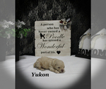 Small #3 Poodle (Toy)
