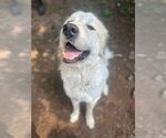 Small #3 Great Pyrenees
