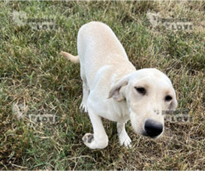 Labrador Retriever Puppy for sale in SANGER, TX, USA