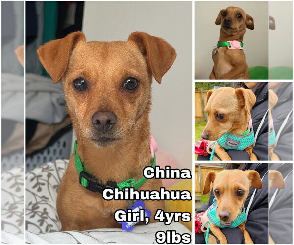 Medium Photo #1 Chihuahua Puppy For Sale in Seattle, WA, USA