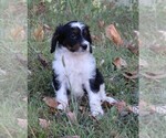Puppy 1 Miniature Bernedoodle