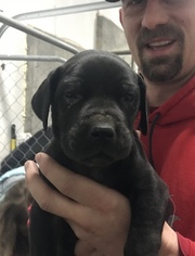 Great Dane Puppy for sale in BORDEN, IN, USA