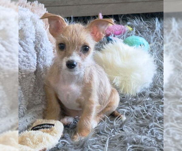 Medium Photo #3 Chihuahua-Unknown Mix Puppy For Sale in Chino Hills, CA, USA