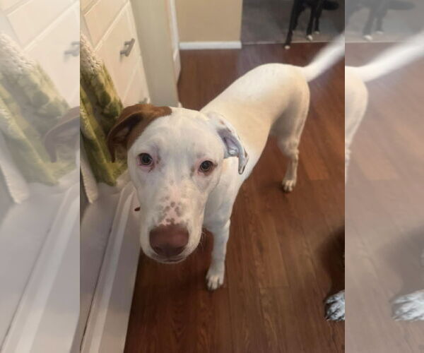 Medium Photo #13 Bullboxer Pit Puppy For Sale in Germantown, OH, USA