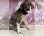 Lint - Male Great Dane-Unknown Mix Dog for Adoption - Small photo
