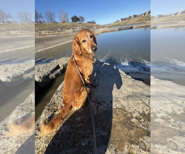Medium Photo #1 Golden Retriever Puppy For Sale in CROWLEY, TX, USA