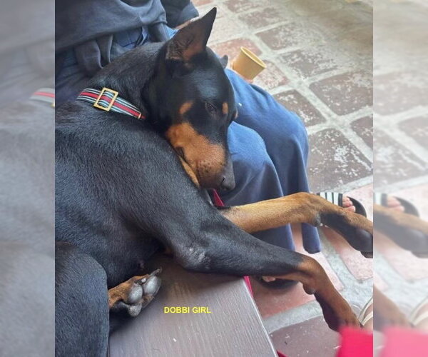 Medium Photo #1 Doberman Pinscher Puppy For Sale in Woodland Hills, CA, USA