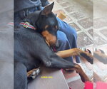 DOBBI GIRL - Male Doberman Pinscher Dog for Adoption - Small photo