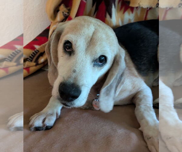 Medium Photo #3 Beagle Puppy For Sale in Dunnellon, FL, USA