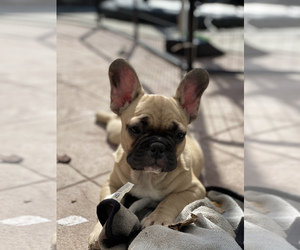 French Bulldog Puppy for sale in VALLEJO, CA, USA
