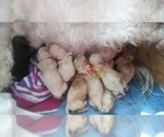 Small Photo #2 Zuchon Puppy For Sale in LEBANON, OR, USA