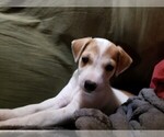Small Photo #2 Jack Russell Terrier Puppy For Sale in WATERFORD, CT, USA