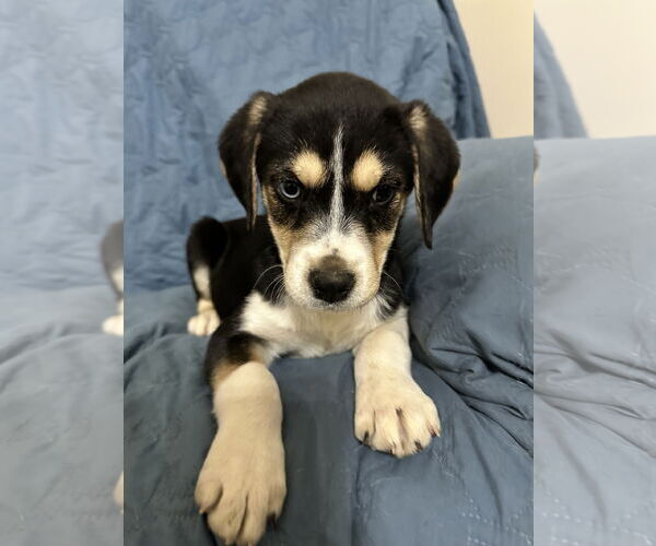 Medium Photo #3 Mutt Puppy For Sale in Ball Ground, GA, USA