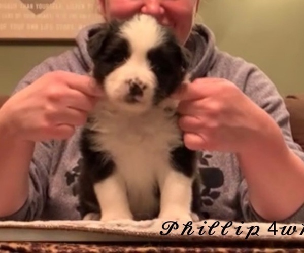 Medium Photo #4 Border Collie Puppy For Sale in BRYANTOWN, MD, USA