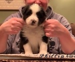 Small Photo #4 Border Collie Puppy For Sale in BRYANTOWN, MD, USA