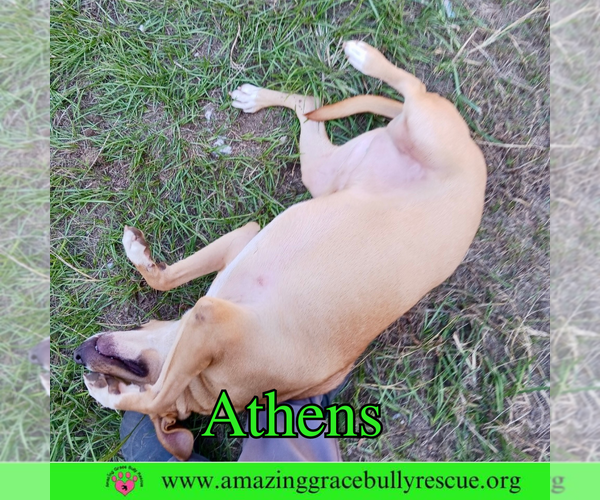 Medium Photo #4 American Staffordshire Terrier-Catahoula Leopard Dog Mix Puppy For Sale in Pensacola, FL, USA