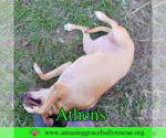 Small #3 American Staffordshire Terrier-Catahoula Leopard Dog Mix