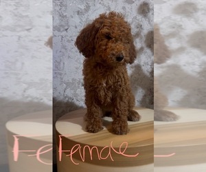 Goldendoodle Puppy for sale in LOS ANGELES, CA, USA